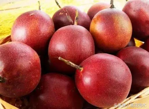 百香果小苗换大杯如何养护,百香果垂帘式栽培方法