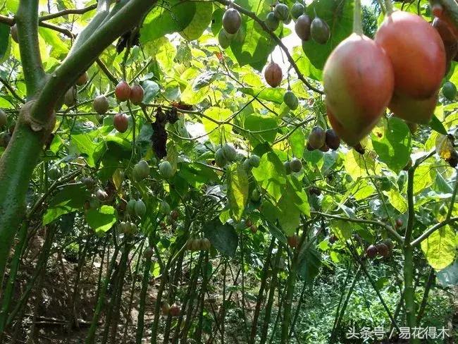 百香果小苗换大杯如何养护,百香果垂帘式栽培方法