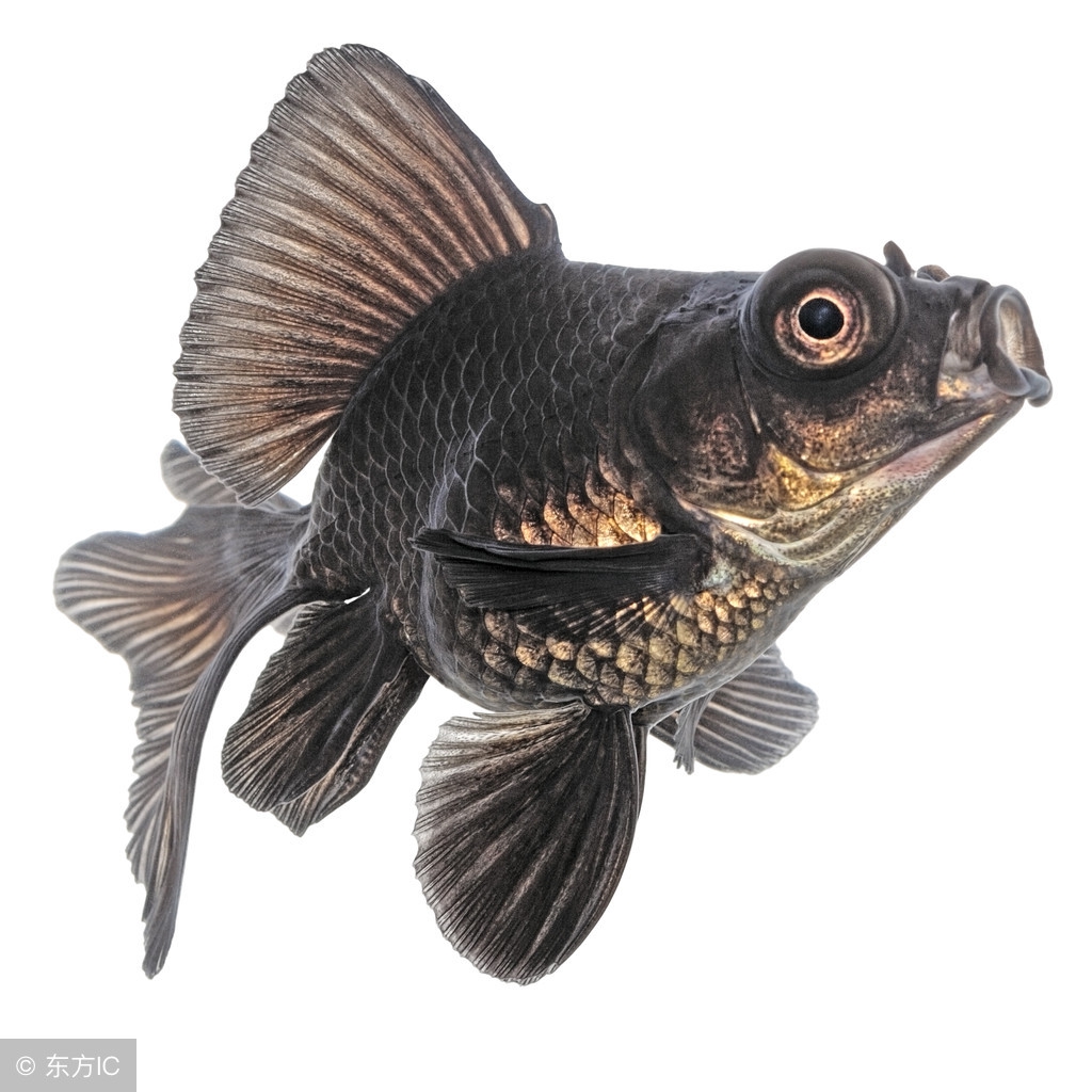 最好养的小体金鱼品种有哪些,兰寿金鱼和哪些品种金鱼混养