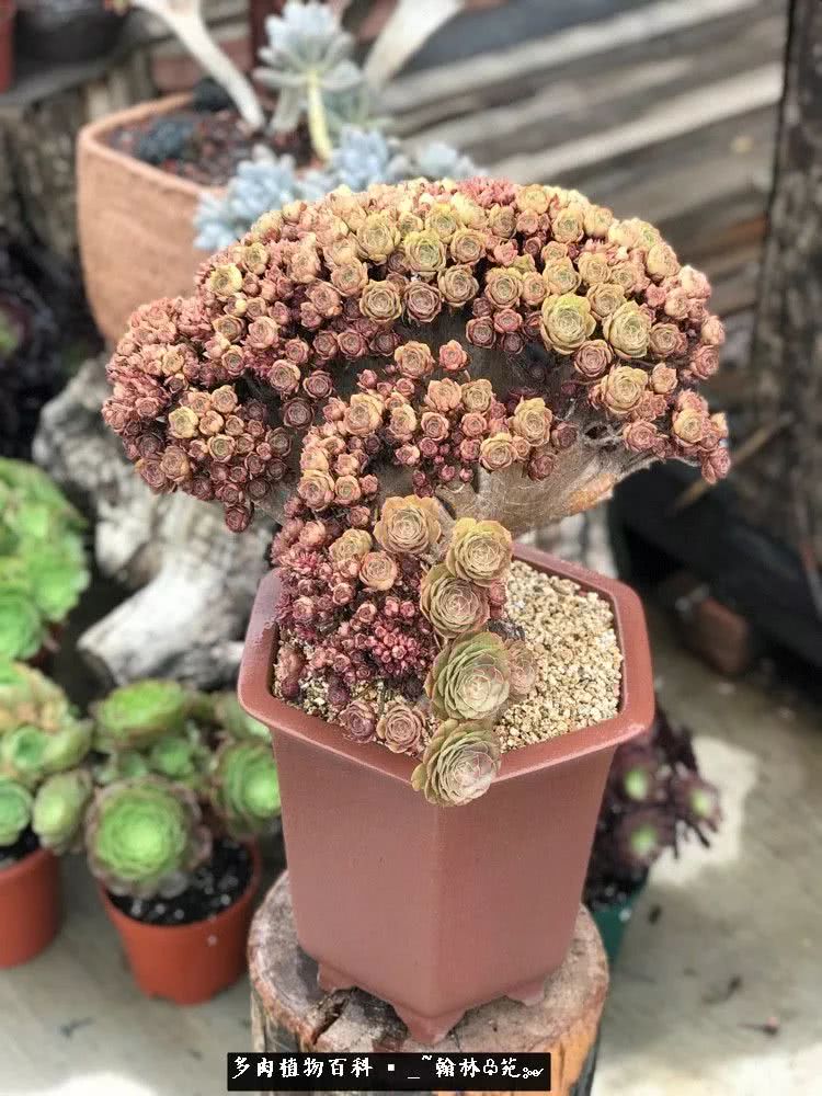 昆明精品多肉花园,昆明最好看的多肉花园