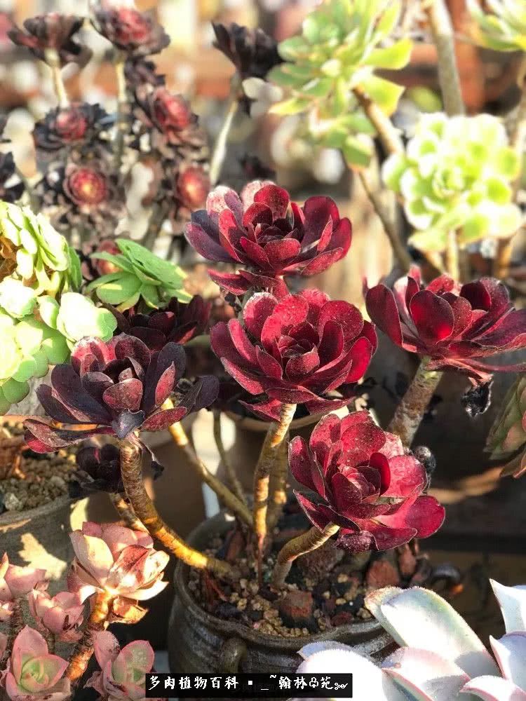 昆明精品多肉花园,昆明最好看的多肉花园