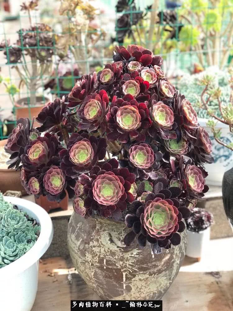 又一场法师视觉盛宴欣赏：翰林苑的昆明多肉花园！