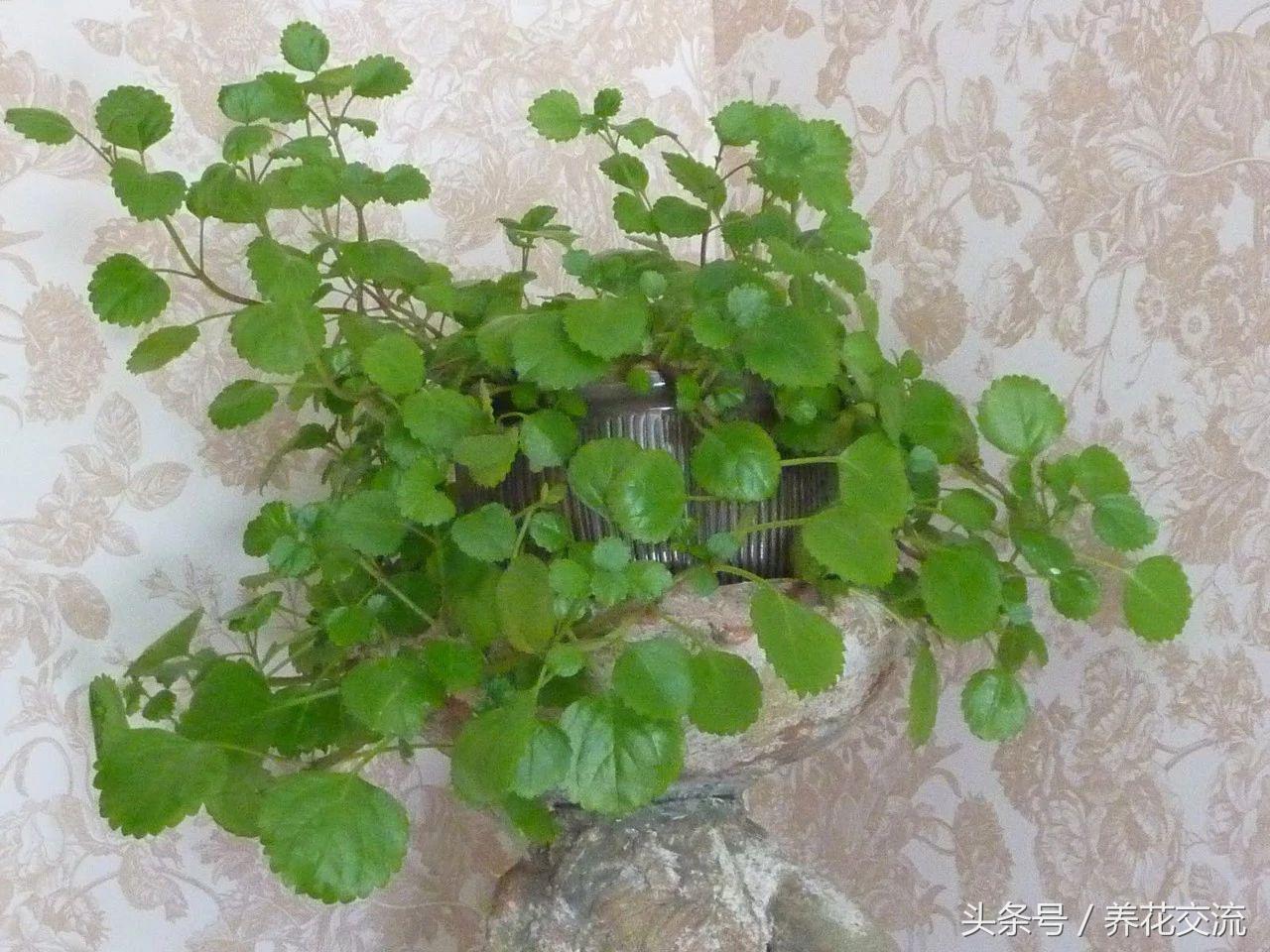 客厅室内净化空气最佳植物,室内净化空气的植物有哪些