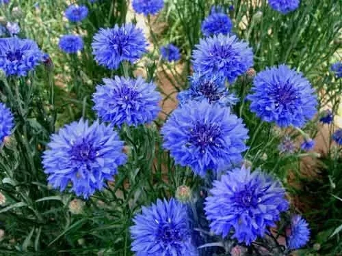 世界各国国花图片及名称集锦,世界各地的国花你能叫出几个名字