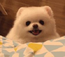 原来狗子还能丑到这种地步,盘点那些让人哭笑不得的狗子