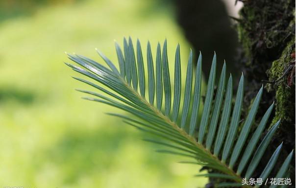 铁树怎么养及注意事项,铁树该怎么养护和浇水