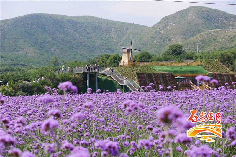 石家庄花田原乡小镇多彩花海,鹿泉花海拍摄地点