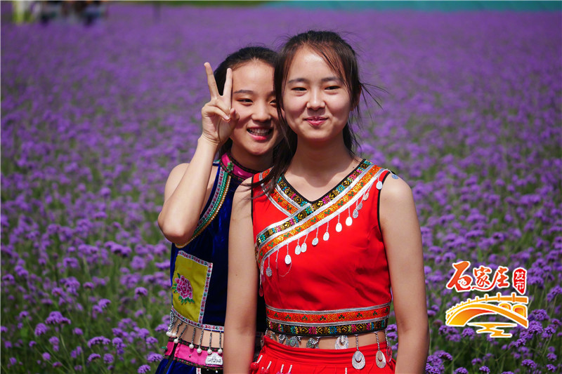 石家庄花田原乡小镇多彩花海,鹿泉花海拍摄地点