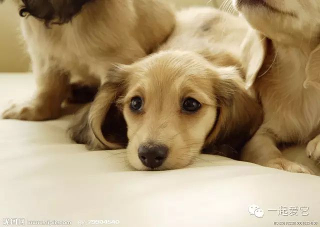 狗狗来生理期怎么办,狗狗来生理期成年了吗