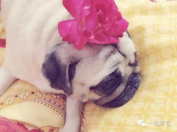 狗狗来生理期怎么办,狗狗来生理期成年了吗