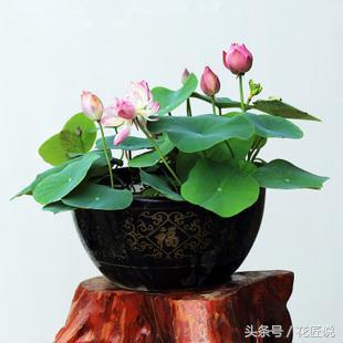 8月种碗莲,秋天种碗莲能开花吗