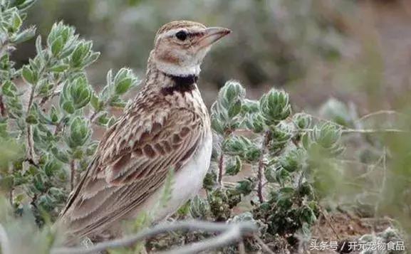 闻声、赏叫、品口一一试析百灵鸣叫