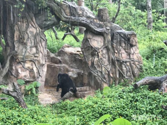 广州长隆野生动物园地址,广州长隆野生动物园打卡文案