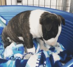 争强好胜不是错,牛头梗是狗中最厉害的一个