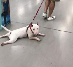 牛头梗的杀伤力有多强,牛头梗的攻击性有多强