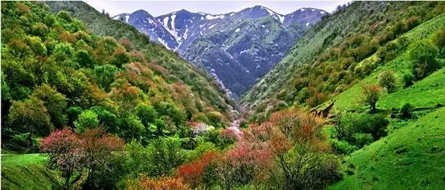 疆内春季风景,疆内美丽旅游景点