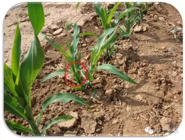 玉米卷叶怎么回事,玉米苗期卷叶怎么补救
