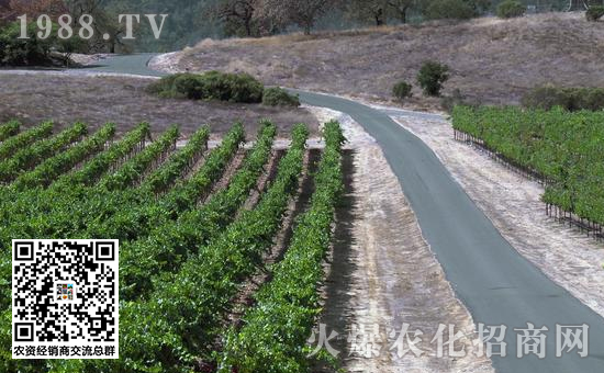 重茬烂根死苗怎么办,烂根死苗的作用