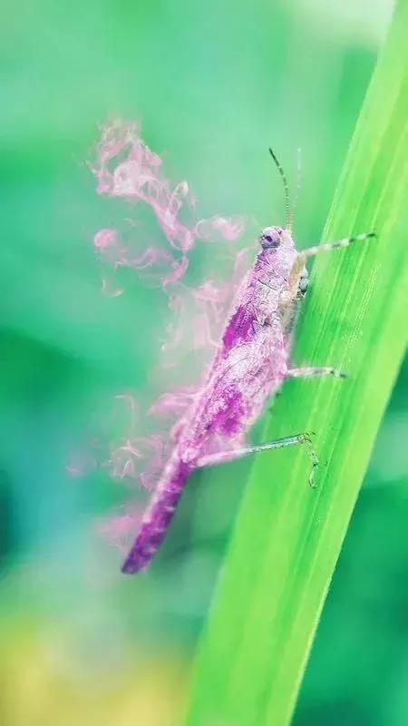 手机广角微距镜头如何使用,手机外接鱼眼镜头