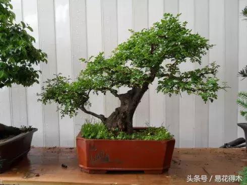 怎么区分榆树和榉树,怎么分辨榆叶梅和碧桃