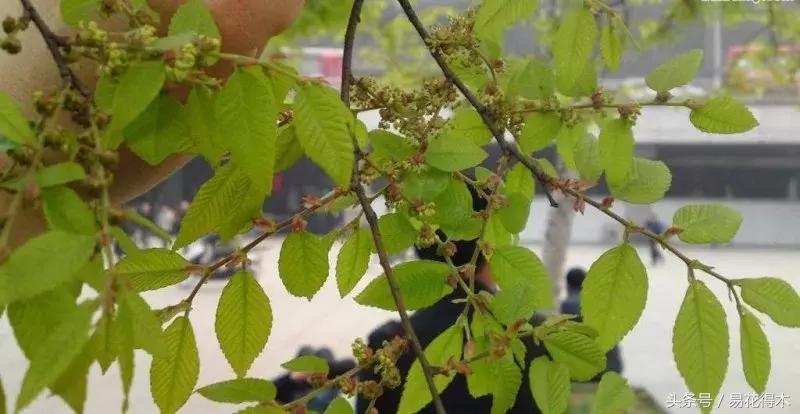 小叶榆和榉树怎样鉴别,小叶榔榆和花皮榆有什么区别