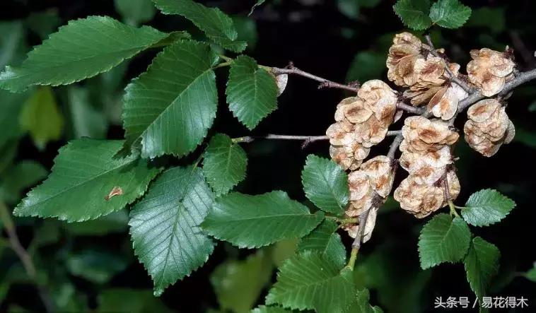 小叶榆和榉树怎样鉴别,小叶榔榆和花皮榆有什么区别