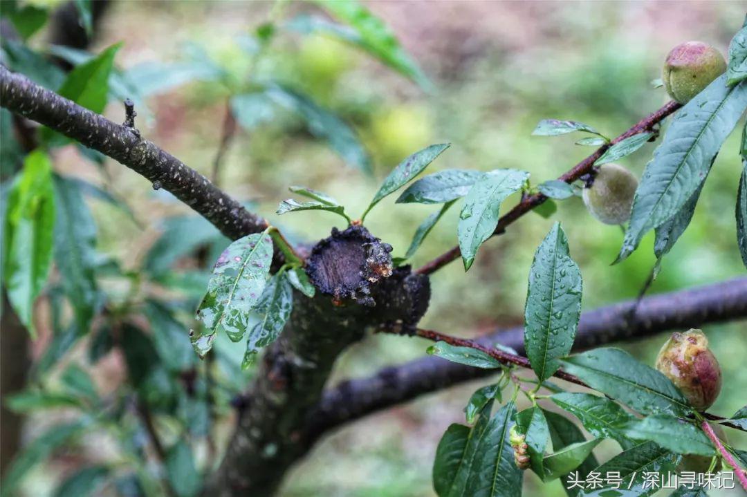 深山寻味｜远赴镇康，遇见一个不一样的木场乡