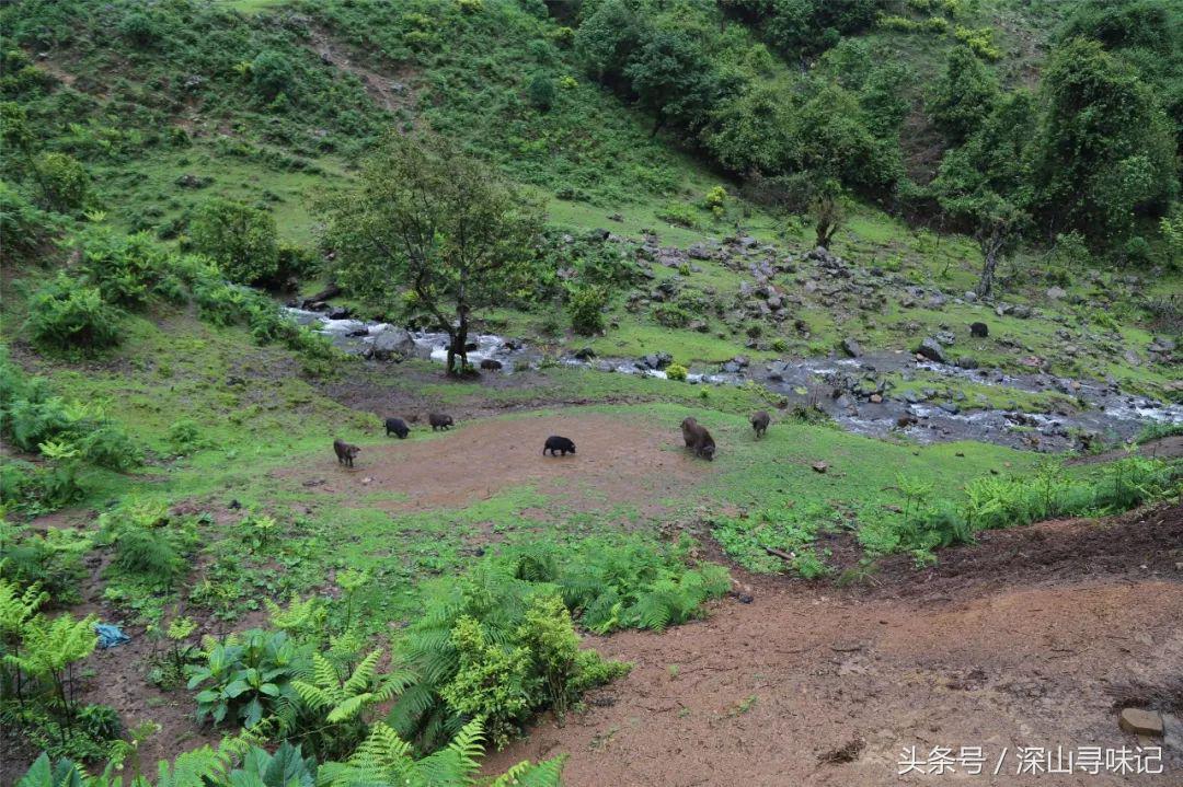 深山寻味｜远赴镇康，遇见一个不一样的木场乡