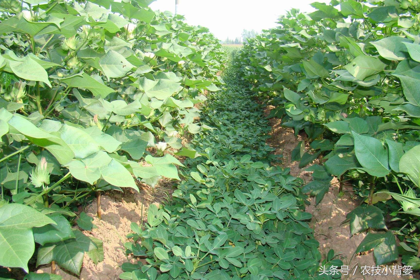 农作物重茬种植怎样高产抗病害,豆角重茬病虫害防治方法