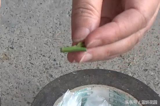 月季树嫁接教程,月季树的芽接方法