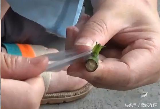 月季树嫁接教程,月季树的芽接方法