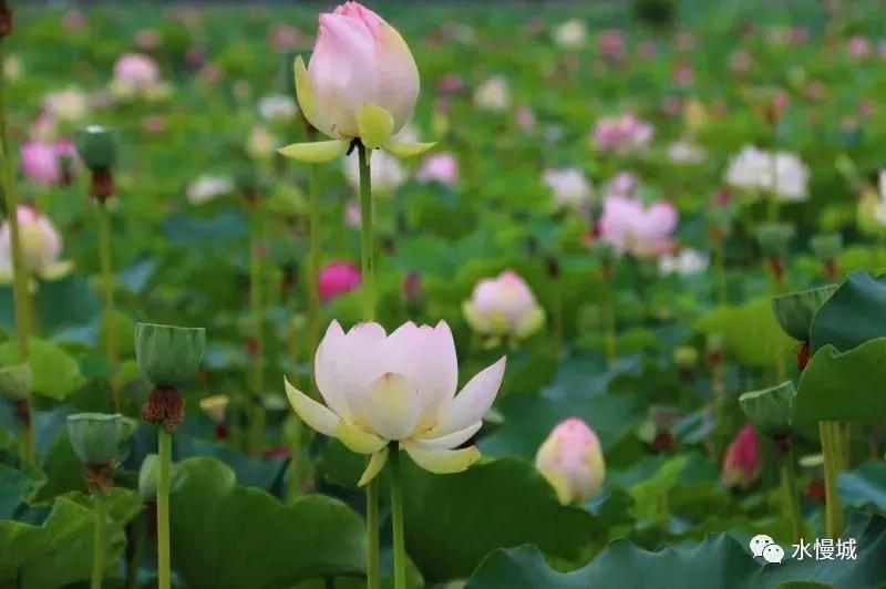 荷你有约金湖音乐节,荷你有约开学典礼