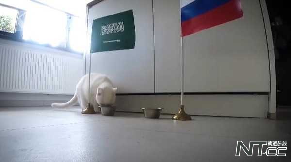 章鱼保罗预测的结果,章鱼保罗预言世界杯