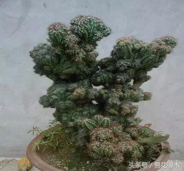 多肉植物仙人掌怎样养得粗壮,山影拳仙人山图片