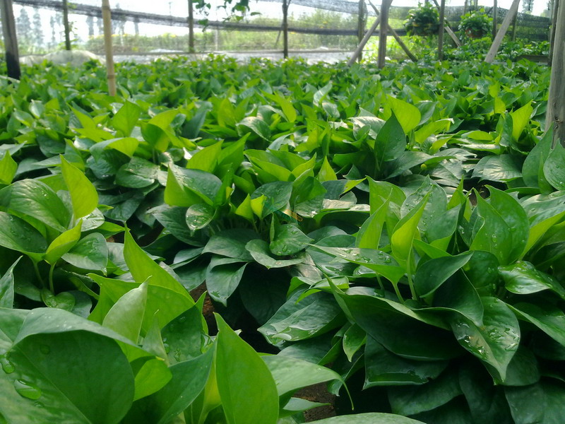 绿萝黄叶有几种原因及处理方法,绿萝黄叶原因怎样处理