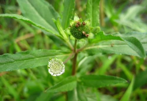 中药墨旱莲：路边很常见，貌不惊人却能补肾、止血