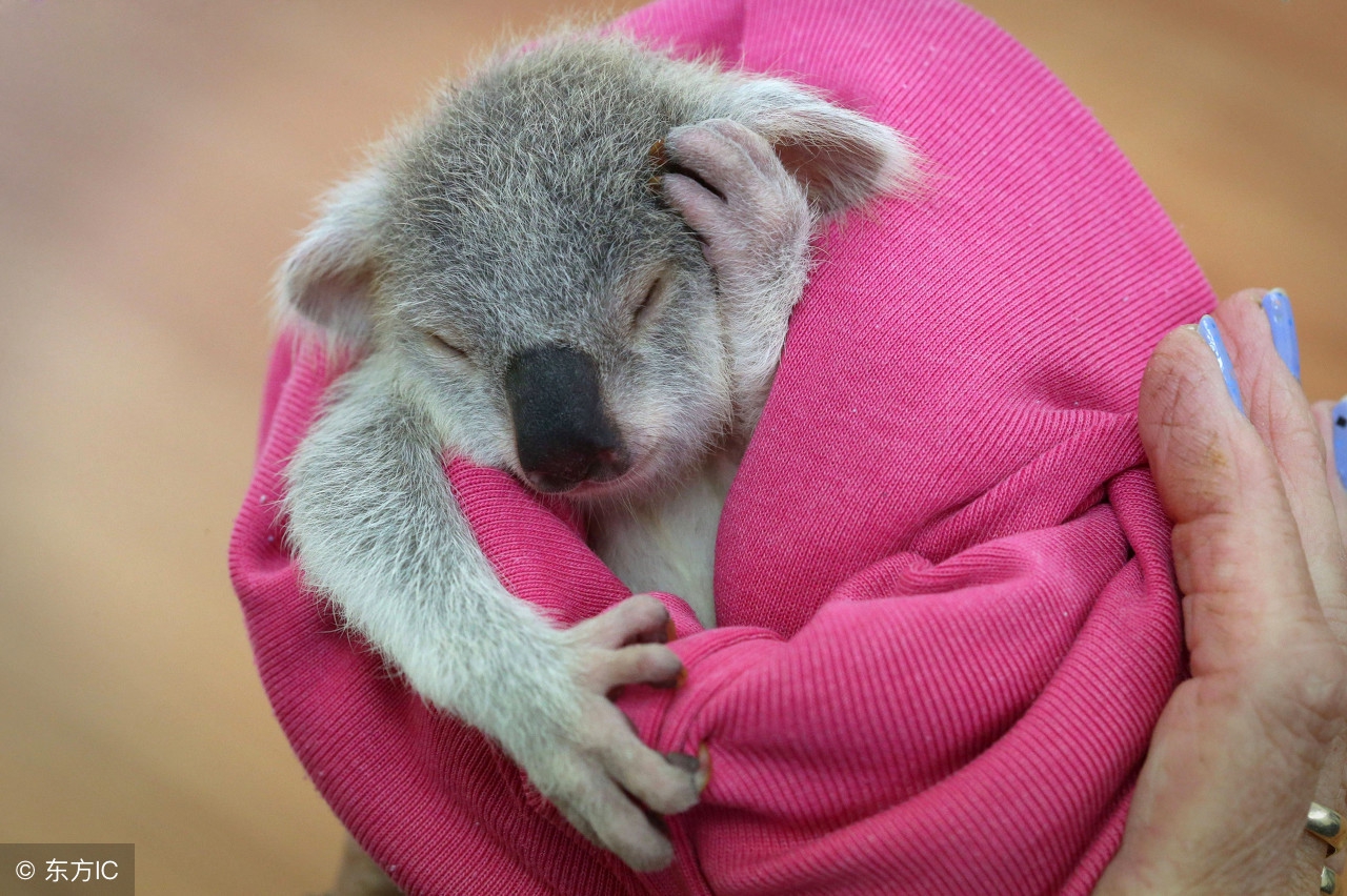 大熊猫与考拉哪个更可爱,大熊猫和考拉哪个更受欢迎