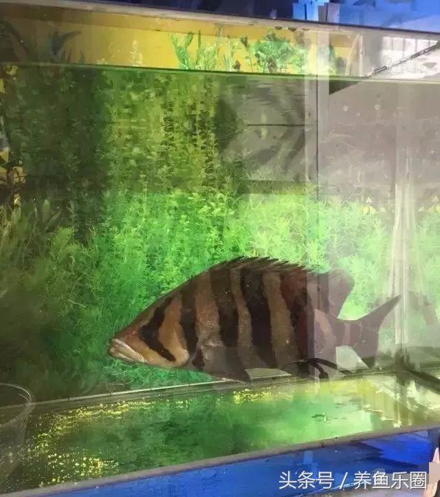 虎鱼一般都会得什么病,虎鱼常见的疾病有哪些