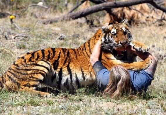 如果在野外遇到老虎你该如何自救,在野外遇到老虎正确做法