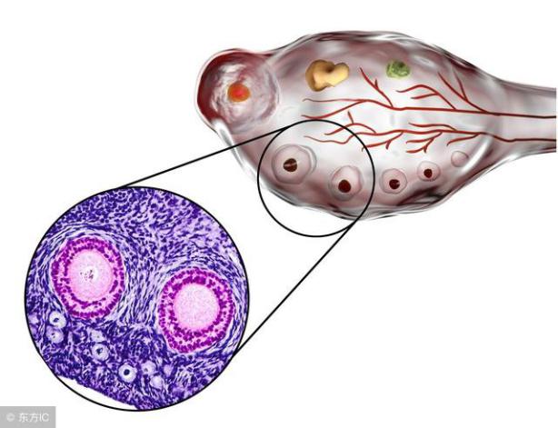 胚胎移植后的黄体支持