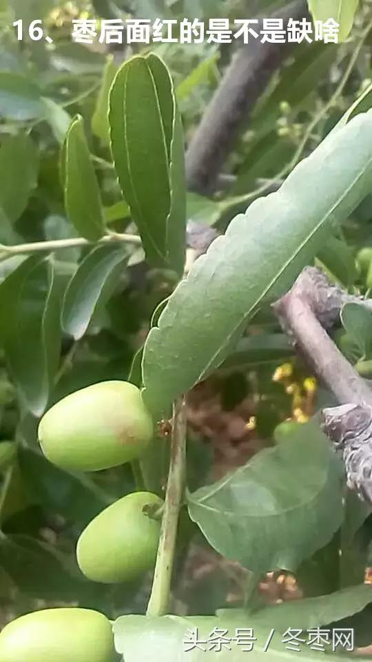 冬枣管理问题解答专家,冬枣管理问答第204期