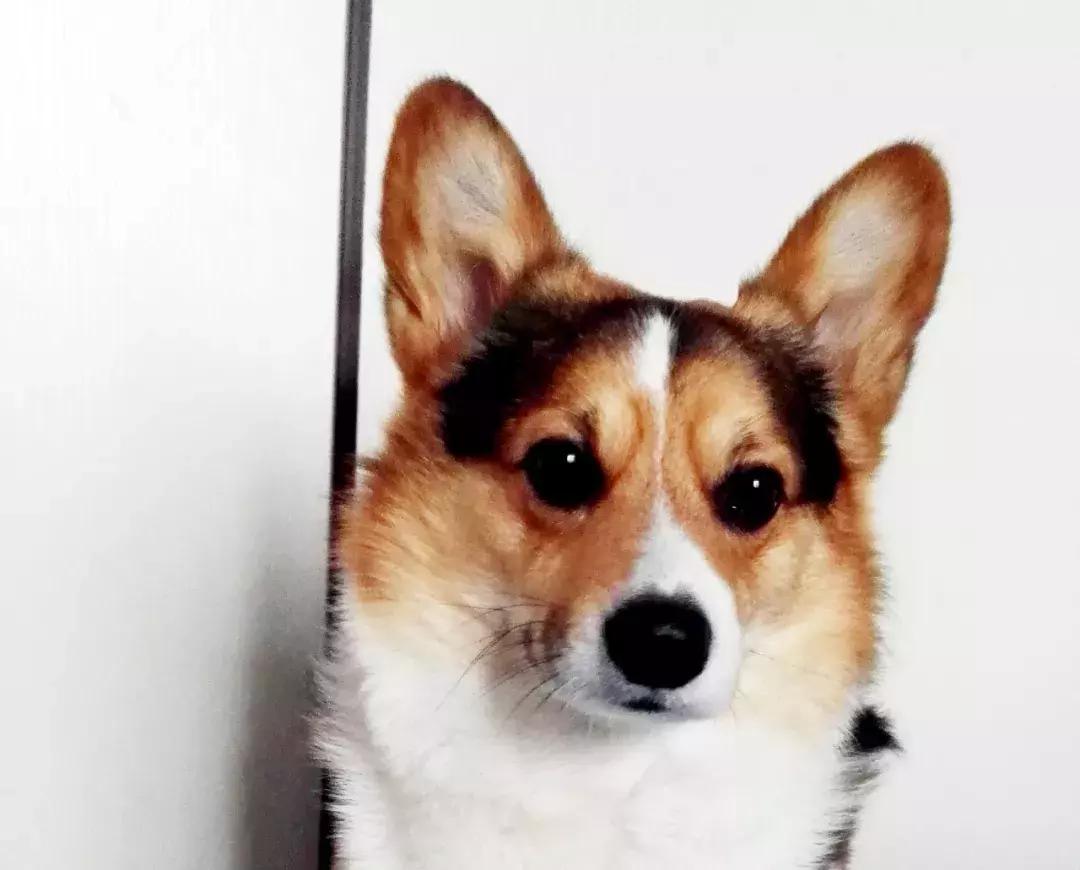 狗狗行为异常？让涵姐慢慢告诉你怎么破！