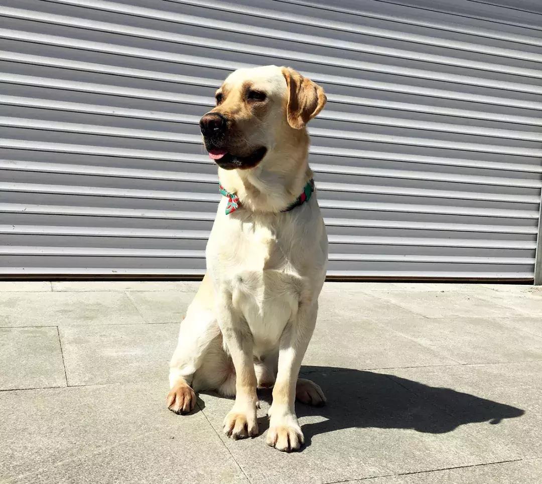 狗狗行为异常？让涵姐慢慢告诉你怎么破！