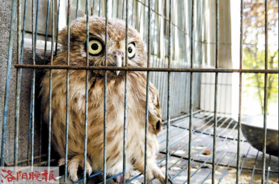 受伤夜鹭幼鸟小区求助,路人捡到受伤鹭鸟求助消防