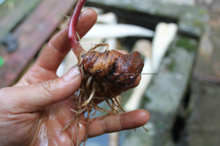 七叶一枝花林下种植防野猪,七叶一枝花中药材种植