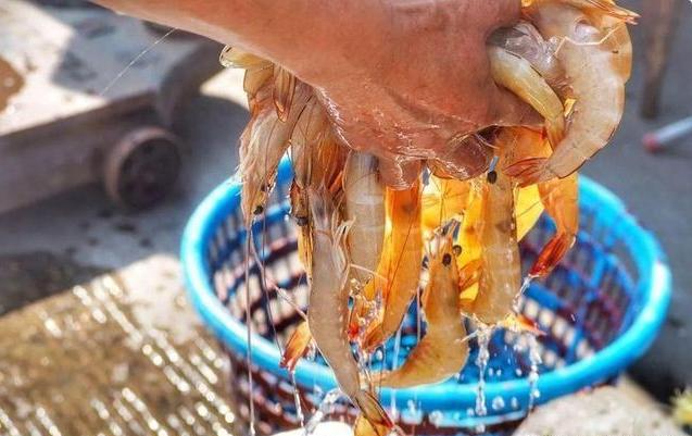 端午节吃什么海鲜比较好,端午海鲜如何选