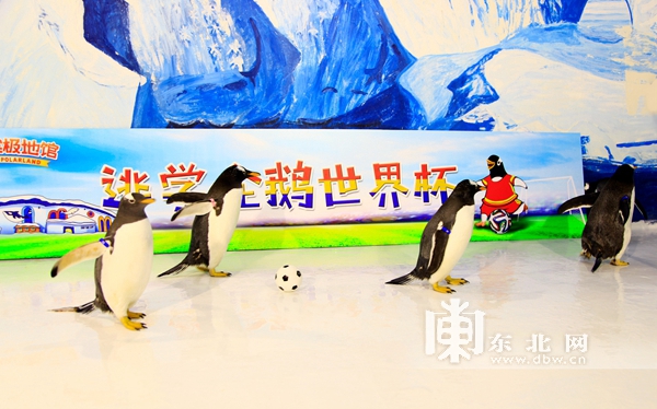哈尔滨极地馆逃学企鹅直播,哈尔滨极地公园逃学企鹅馆