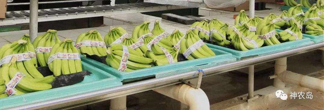 dole閮戒箰鏅哄埄瑗挎,dole閮戒箰闈掑矝