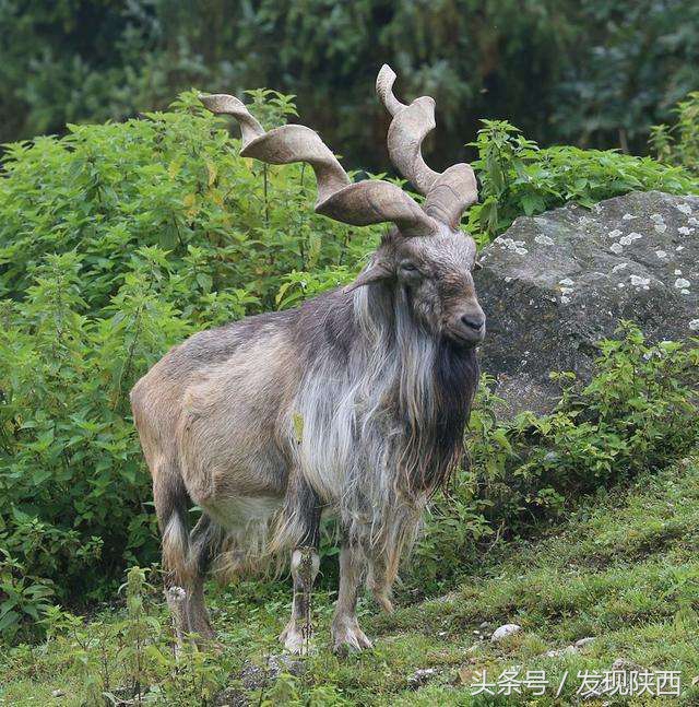 巴基斯坦留学生告诉你巴铁有多铁,巴基斯坦留学生讲述