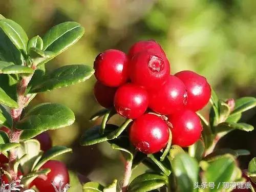 月见草蔓越莓葡萄籽怎样服用,痛经吃月见草还是蔓越莓